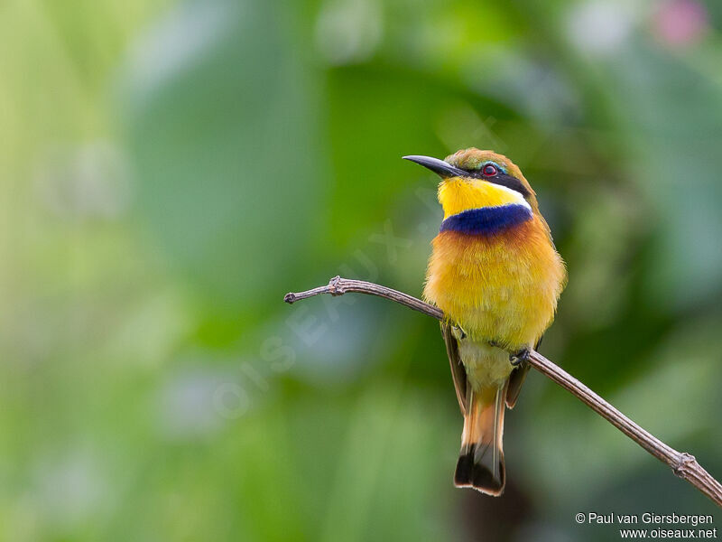 Blue-breasted Bee-eater