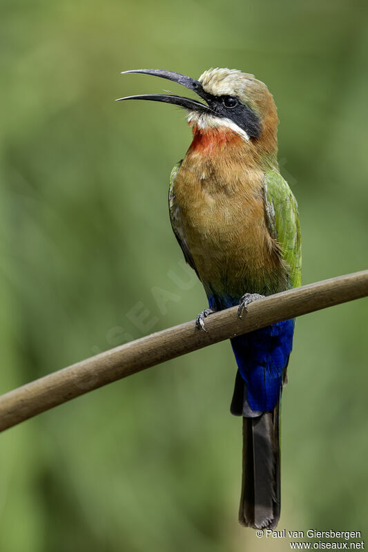 White-fronted Bee-eateradult