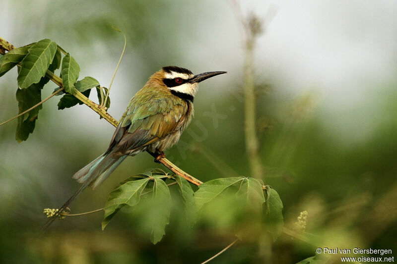 White-throated Bee-eater