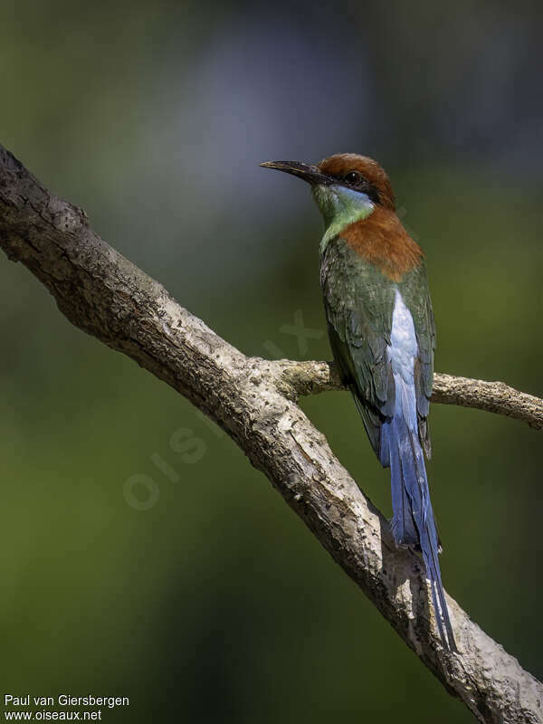 Rufous-crowned Bee-eateradult