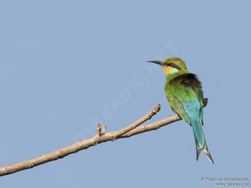 Swallow-tailed Bee-eater