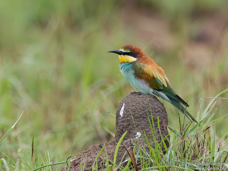 European Bee-eater