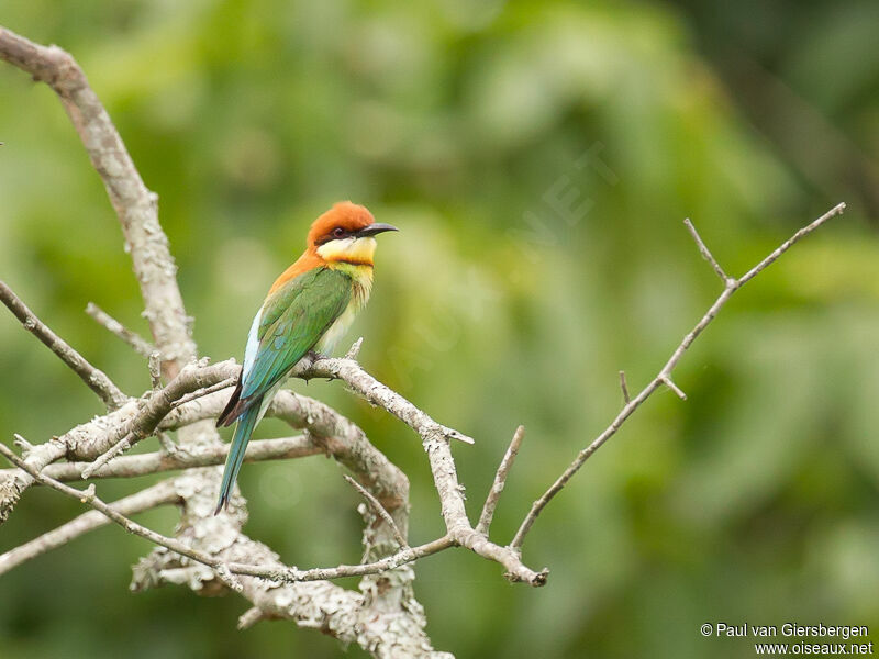 Chestnut-headed Bee-eater