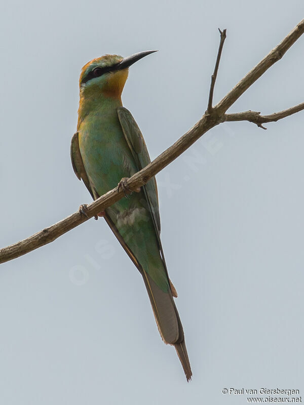 Blue-cheeked Bee-eateradult