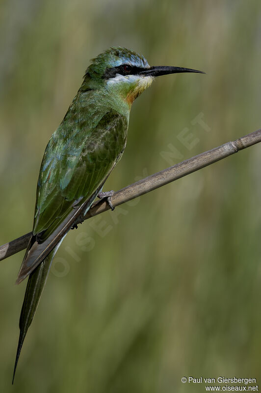 Blue-cheeked Bee-eateradult