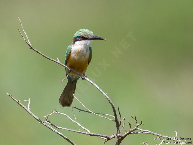 Somali Bee-eater