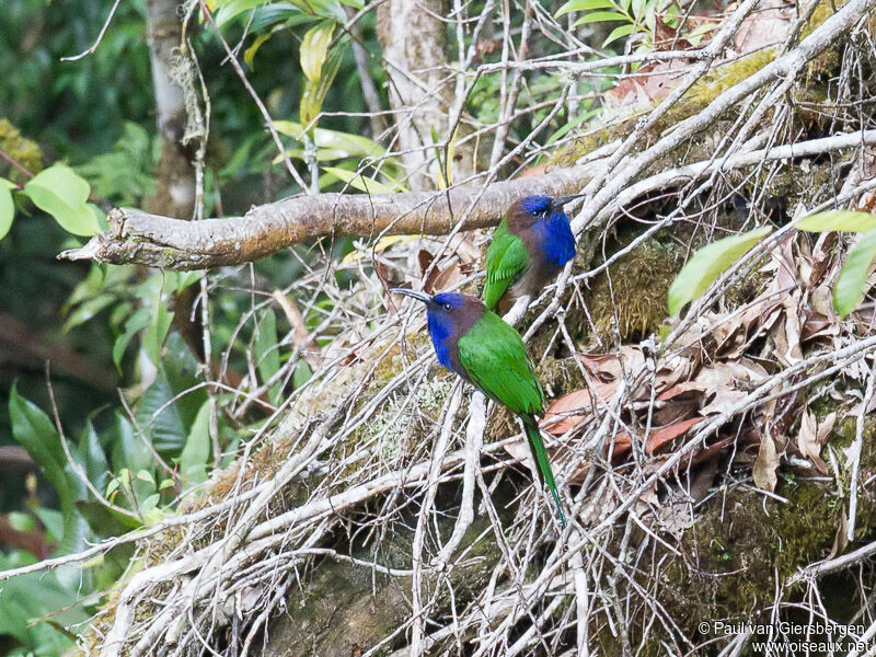 Purple-bearded Bee-eater