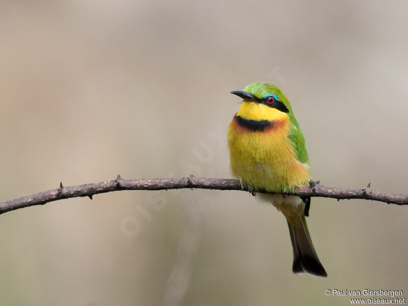 Little Bee-eater