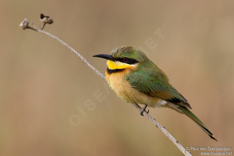 Little Bee-eater