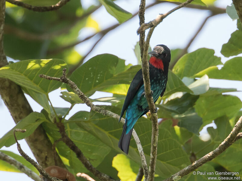 Black Bee-eater