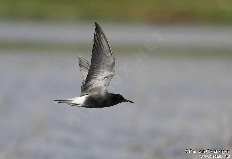 Black Tern