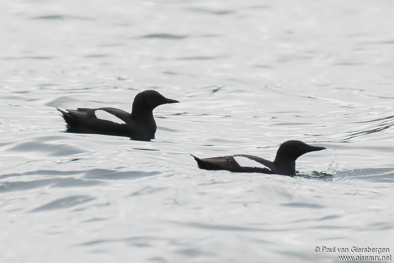 Black Guillemotadult