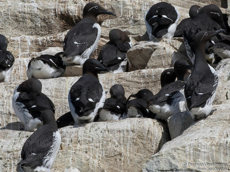 Guillemot de Brünnichadulte