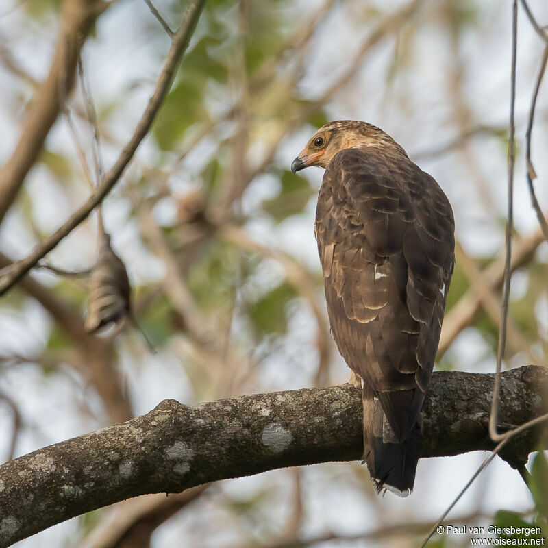 Gymnogène d'Afriqueimmature