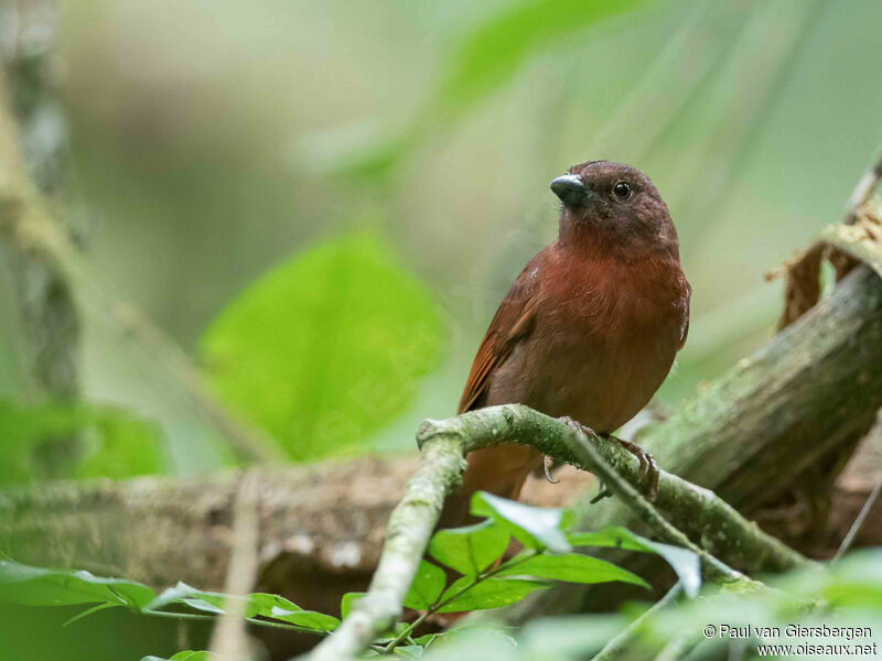 Habia à couronne rouge