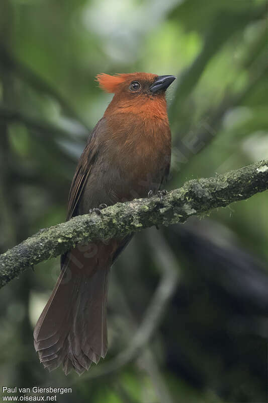 Habia à crête rouge