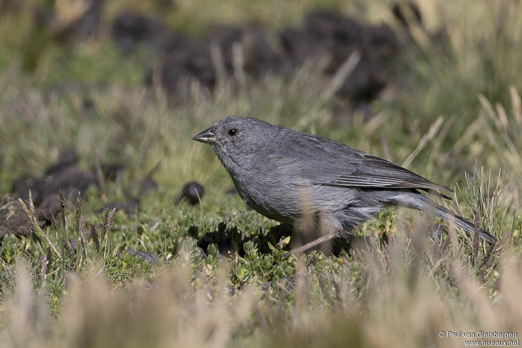Haplospize gris-de-plomb