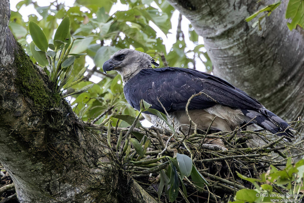 Harpy Eagle