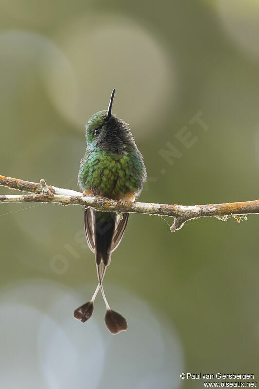 Peruvian Racket-tail male adult