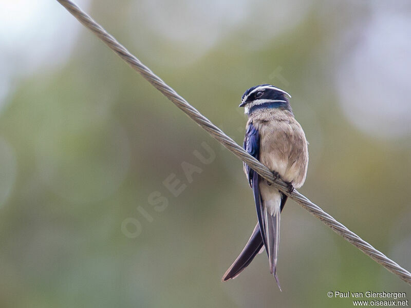 Whiskered Treeswiftadult