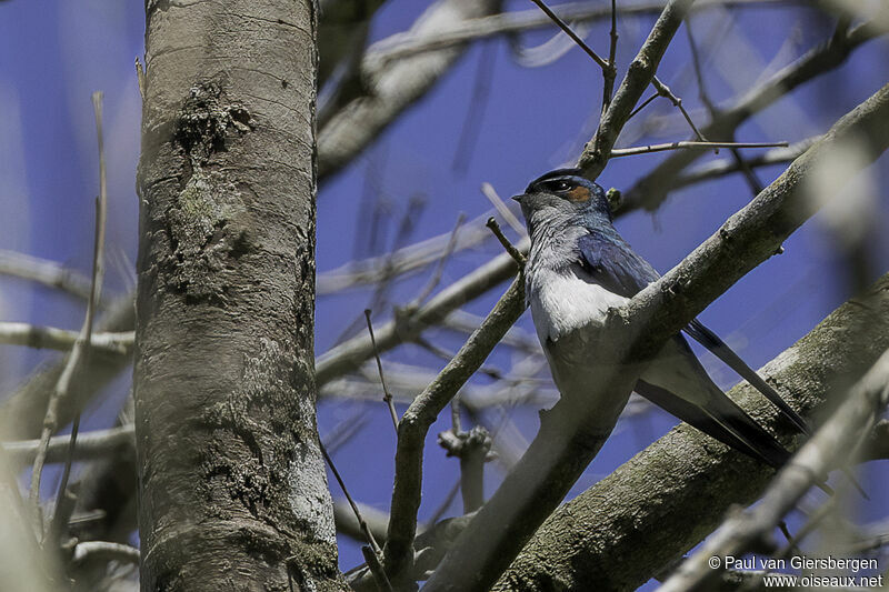 Grey-rumped Treeswiftadult