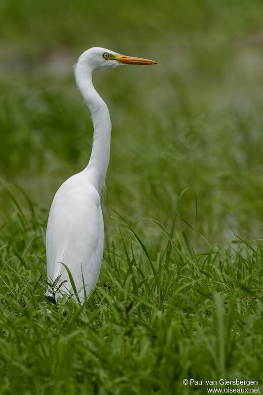 Yellow-billed Egretadult