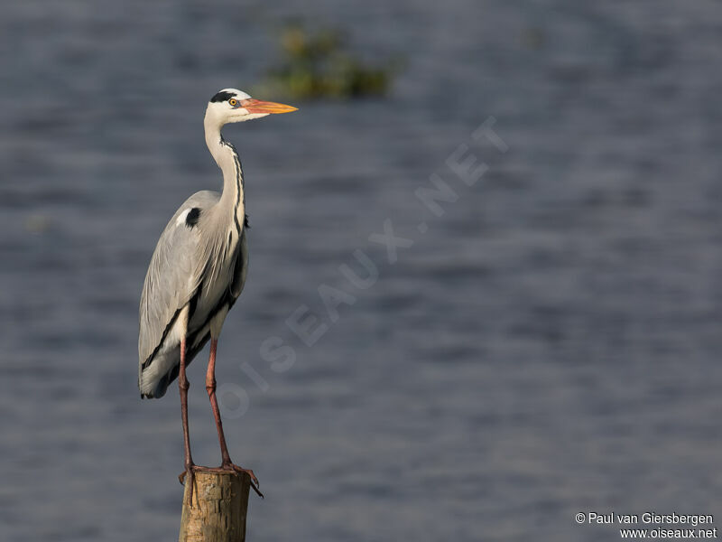 Grey Heron