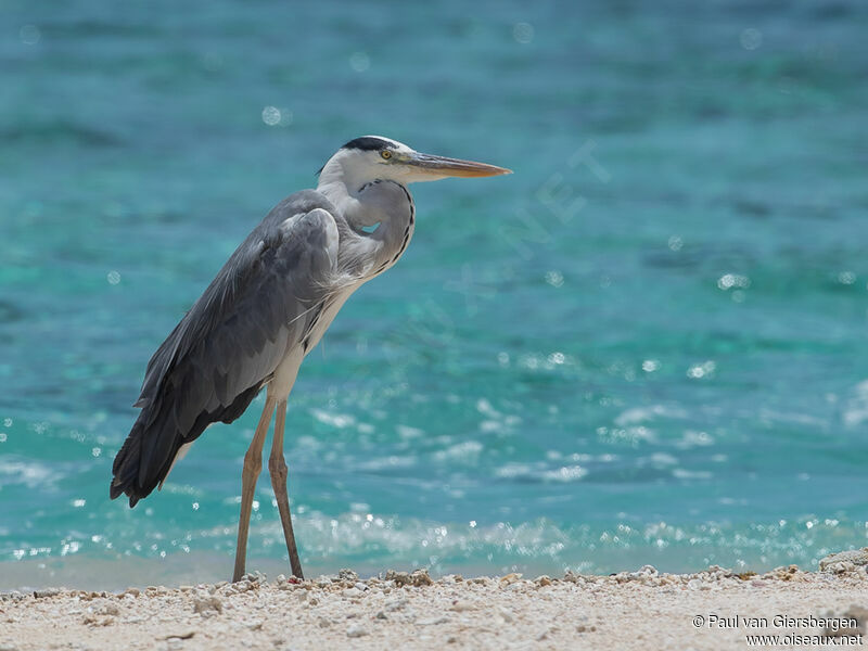 Grey Heronadult