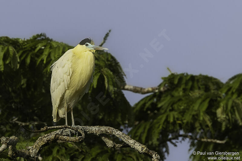 Capped Heronadult