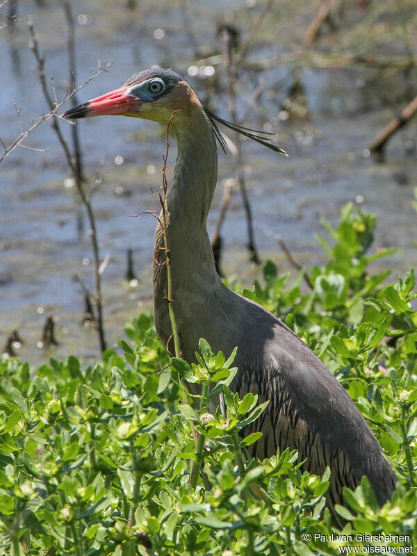 Whistling Heronadult