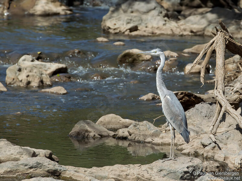 Black-headed Heron