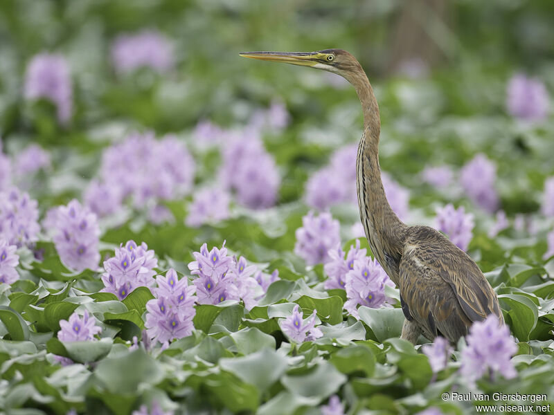 Purple Heronadult