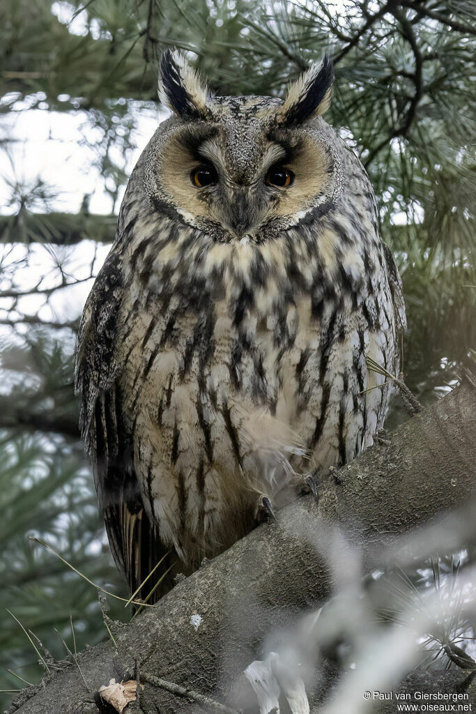 Hibou moyen-ducadulte