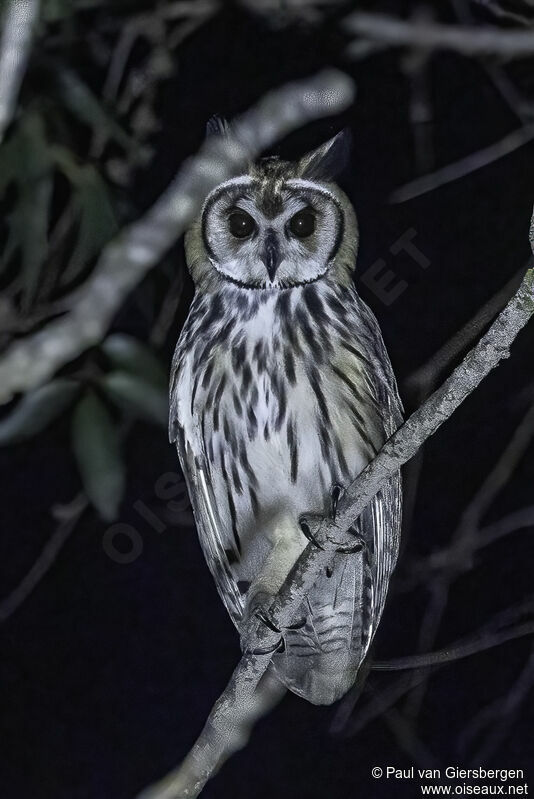 Striped Owladult