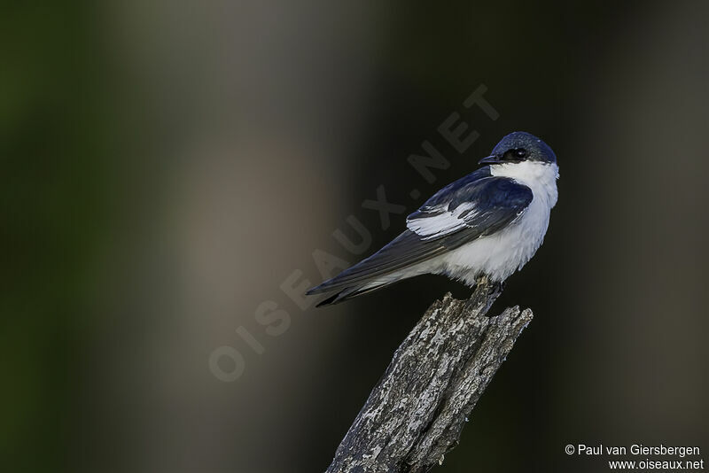 Hirondelle à ailes blanchesadulte