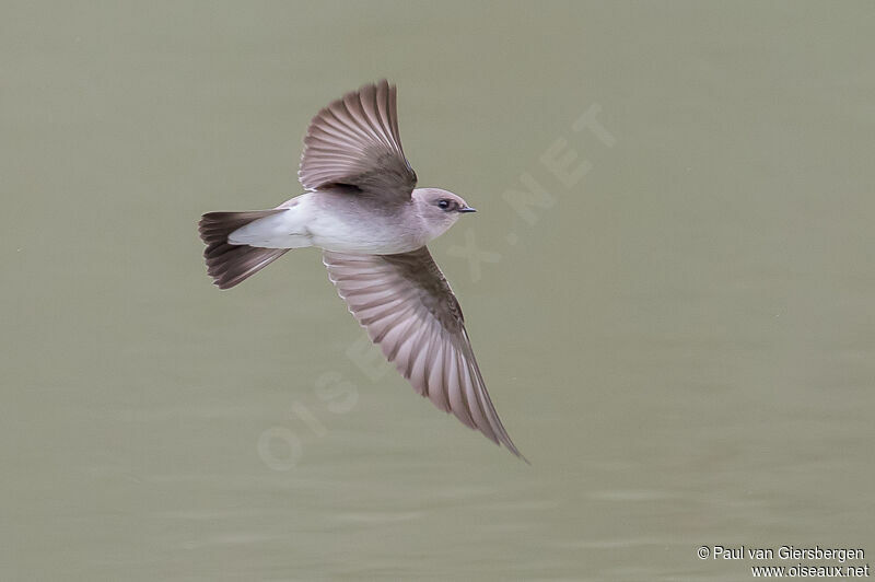 Northern Rough-winged Swallow