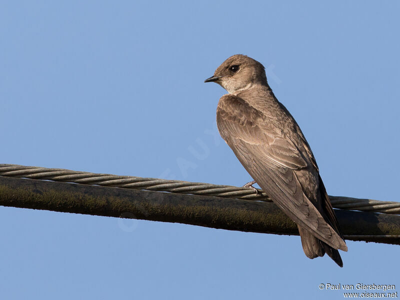 Hirondelle à ailes hérisséesadulte