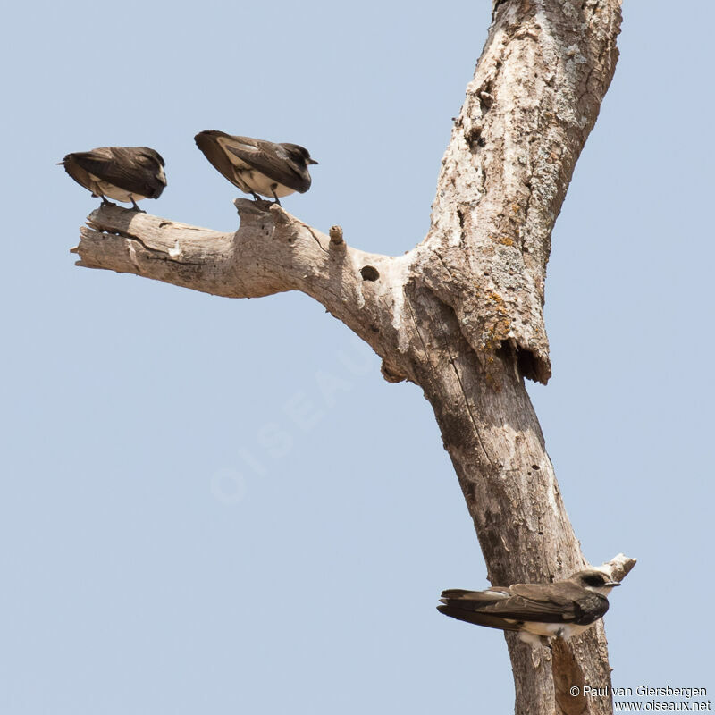 Banded Martinadult