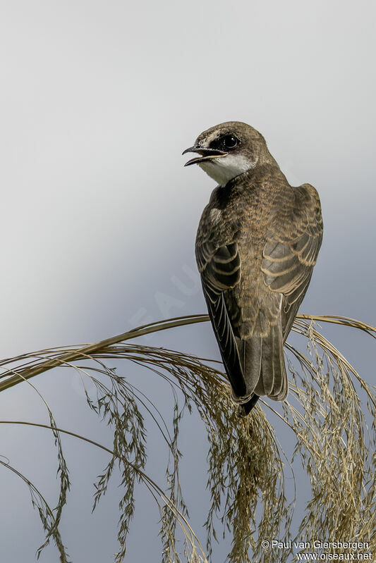 Banded Martinadult