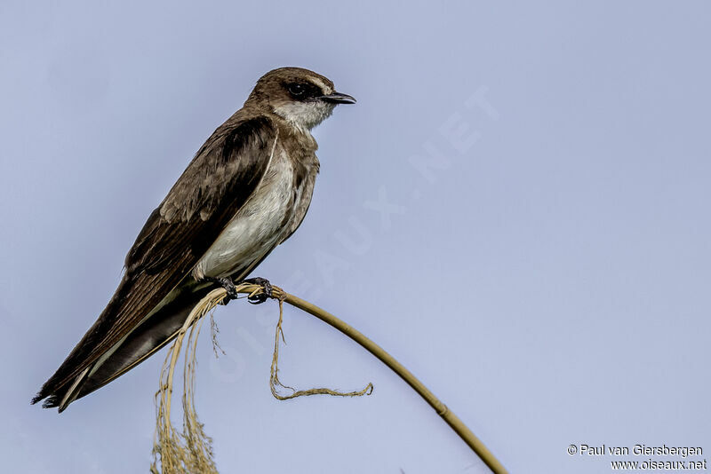 Banded Martin