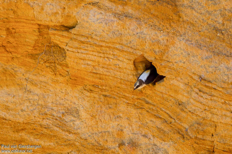 White-backed Swallowadult, Reproduction-nesting