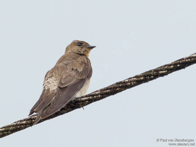 Southern Rough-winged Swallow