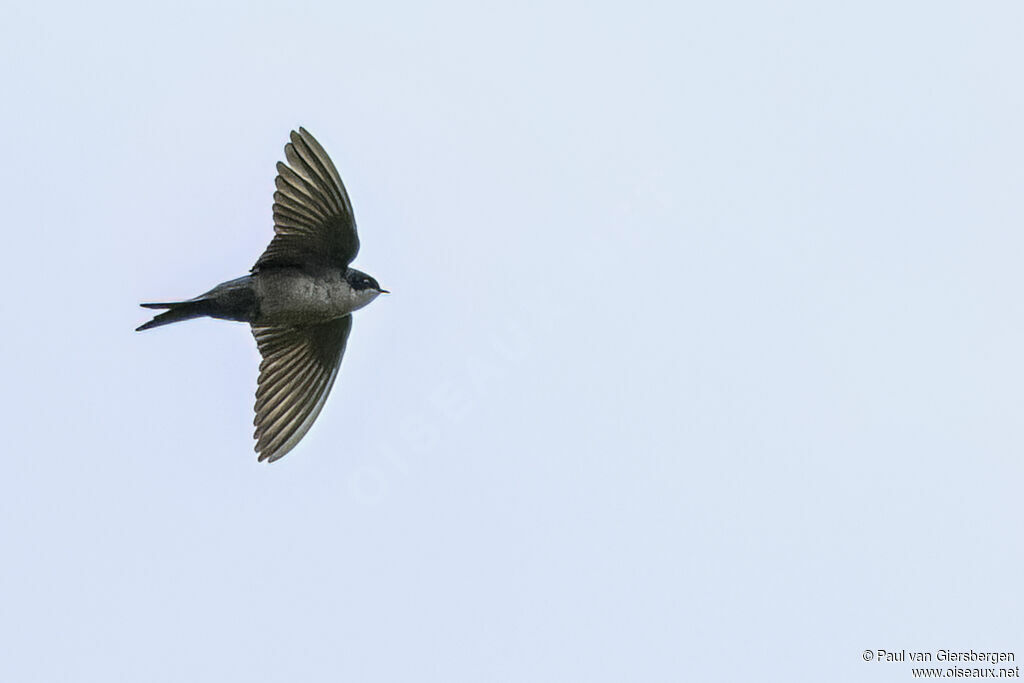 Hirondelle à ventre brunadulte
