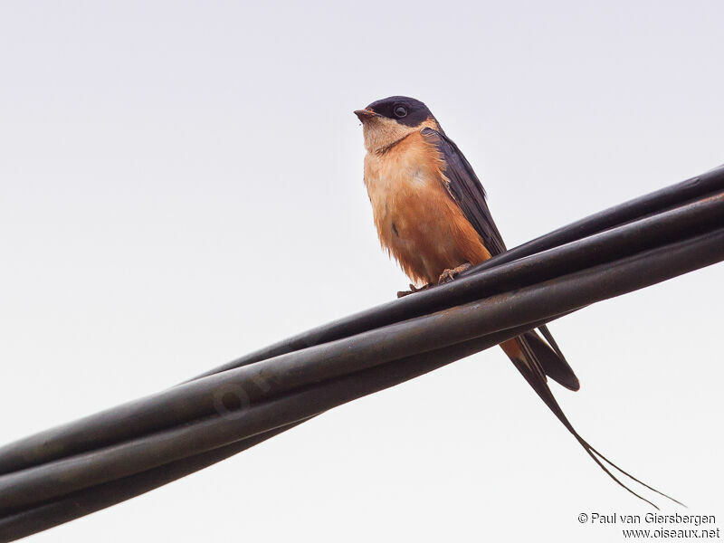 Red-breasted Swallow