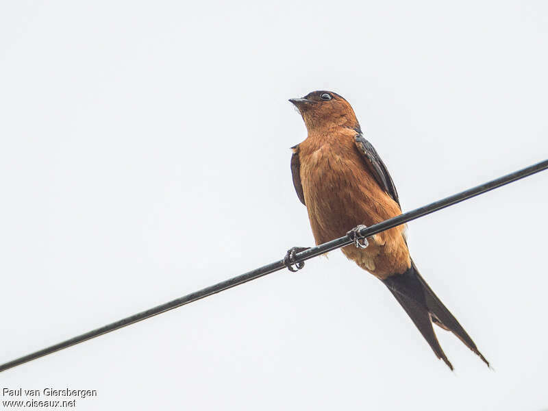 Hirondelle baieadulte, identification