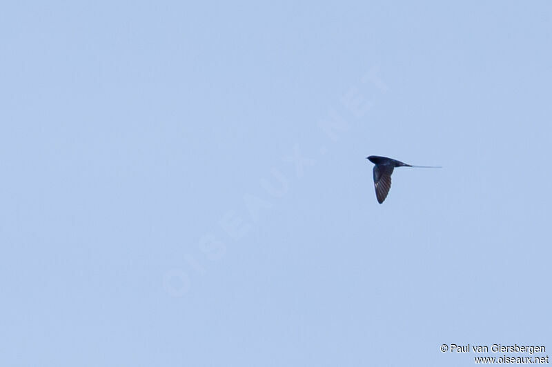 Blue Swallowadult