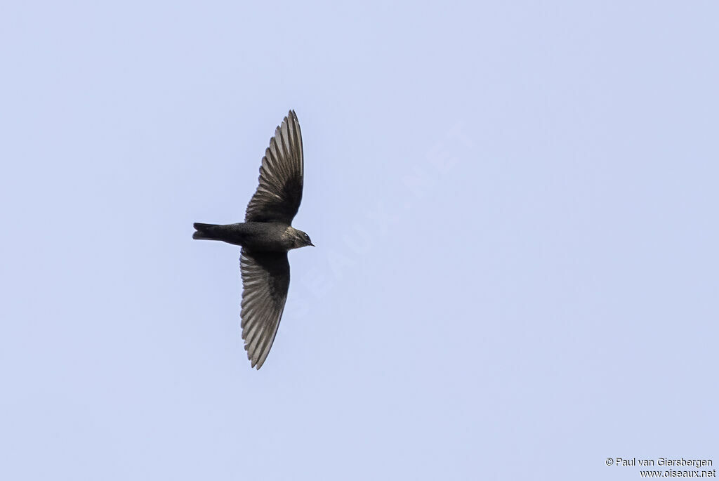 Dusky Crag Martin