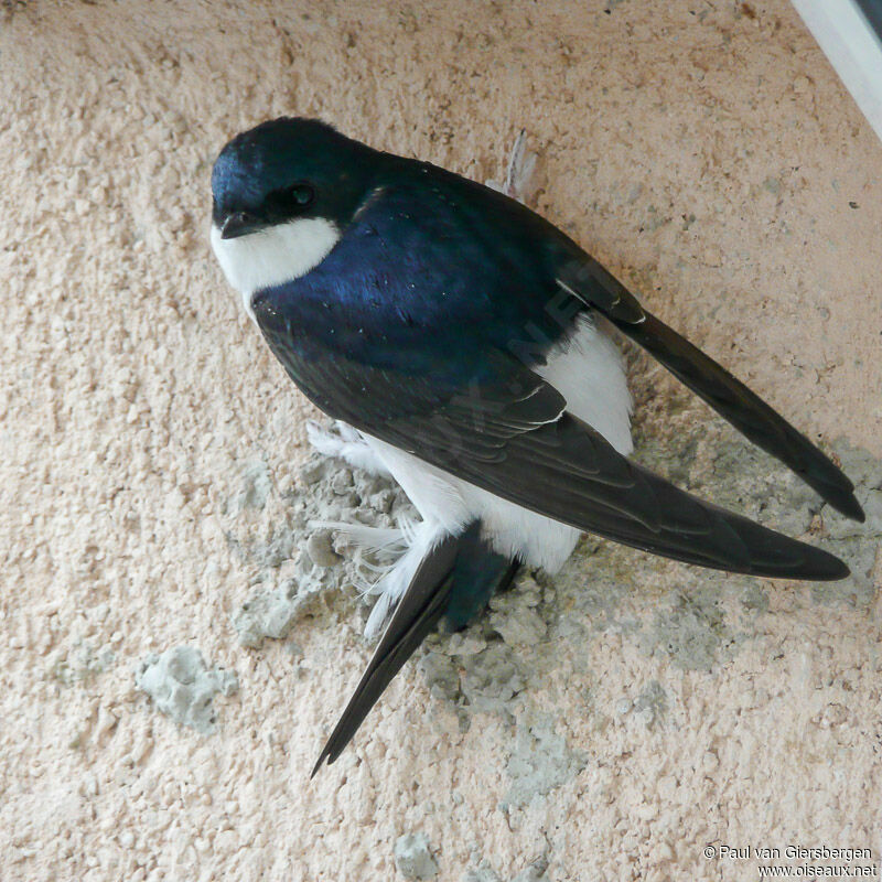 Western House Martin