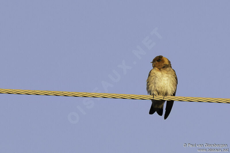 Tawny-headed Swallowadult