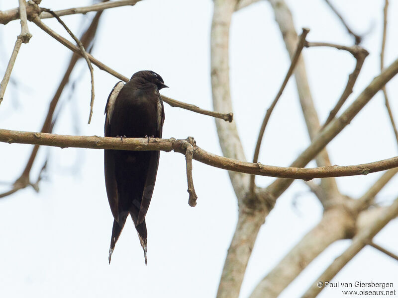 Black Saw-wing